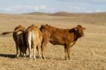 Brown Cows Stock Photo