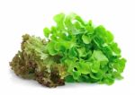 Fresh Green Lettuce Leaves Isolated On White Stock Photo