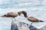 Juvenile Nazca Booby In Galapagos Stock Photo