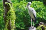 Bird Stock Photo