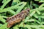 Little Brown Grasshopper Stock Photo