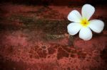 Frangipani Flower On Red Grunge Background Stock Photo