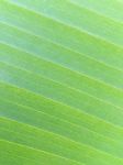 Banana Leaf Texture Stock Photo