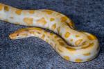 Boa Snake Stock Photo