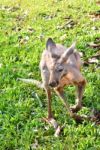 Young Kangaroo Stock Photo