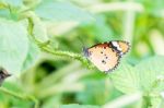 Orange Black Pattern Butterfly On Bunch Stock Photo