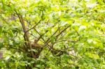 Baby Bird In A Nest On Tree Stock Photo