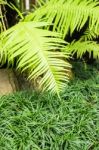 Minimal Garden With Variety Tropical Plant Stock Photo