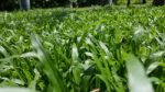 Green Grass Field Close Up On Sunny Day. Landscape Stock Photo