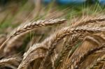 Cornfield Stock Photo