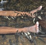 Fish Spa Stock Photo