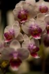 White Phalaenopsis Bouquet Stock Photo