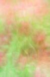 Blurred Floral Field Background. Blurred Nature Background Stock Photo