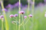 Purple Flowers With Green Background Stock Photo