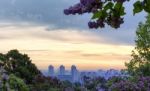 Spring Sunrise Through Lilac Blossoms Stock Photo