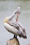 Billed Pelican Stock Photo