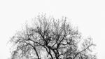 Tree Without Leaves, Abstract Nature Stock Photo