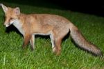 Wild Red Fox Stock Photo