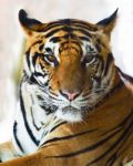 Close Up Face Of Indo Chinese Tiger Face Stock Photo