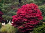 Acer Tree Leaves Changing Colour In Autumn Stock Photo