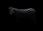 Zebra In The Dark Stock Photo