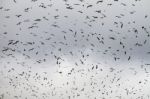 Large Flock Of Seagulls Stock Photo