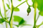 Close Up Baby Melon With Melon Flower, Popular Stock Photo