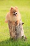 Lovely And Funny Relaxing Emotion Of Pomeranian Puppy Dog Lying Stock Photo