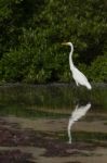 Great Egret Stock Photo