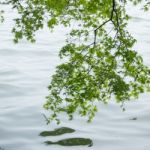 Branches Of The Green Maple Trees Stock Photo