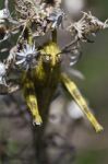 Egyptian Grasshopper (anacridium Aegyptium) Stock Photo