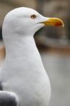 Seagull Bird Stock Photo