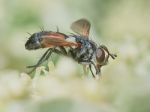 Fly Hoverflies Iin The Garden Closeup Stock Photo