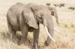 African Elephant In Serengeti National Park Stock Photo