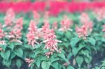 Colorful Flowers For Background Stock Photo