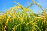 Paddy Rice Stock Photo