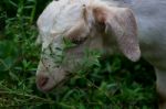 Sheep Eating Grass Stock Photo