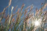 
Grass, Sky, Sun, Beautiful Late Stock Photo