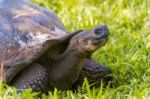 Giant Turtle From Galapagos Stock Photo