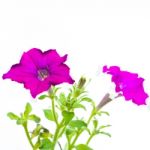 Purple Petunia Stock Photo