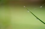 Dew Drops On Bamboo Leave Stock Photo