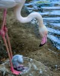 Fuengirola, Andalucia/spain - July 4 : Greater Flamingos (phoeni Stock Photo