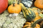 A Group Of Colourful Gourds In Friedrichsdorf Stock Photo