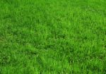 Grass Stock Photo