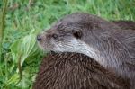 Eurasian Otter (lutra Lutra) Stock Photo