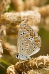 Southern Brown Argus (aricia Cramera) Butterfly Stock Photo