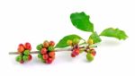 Coffee Beans Isolated On White Background Stock Photo