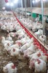 Sick Chicken Or Sad Chicken In Farm,epidemic, Bird Flu, Health Problems Stock Photo