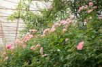 Pink Roses Bush In The Garden Stock Photo