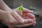 Tamarind Sprout In Human Hands Stock Photo